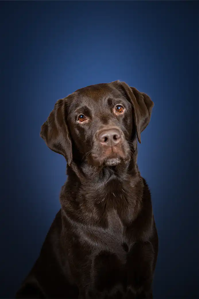 Schöne Labradorhündin